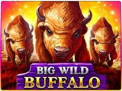 Wild Buffalo